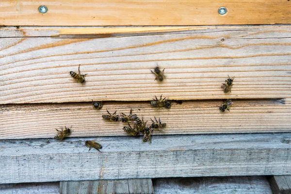 许多蜜蜂躺在蜂箱上 — 图库照片