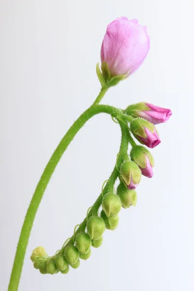 Flowering Sundew Drosera Capensis Unfolds — Stock Photo, Image