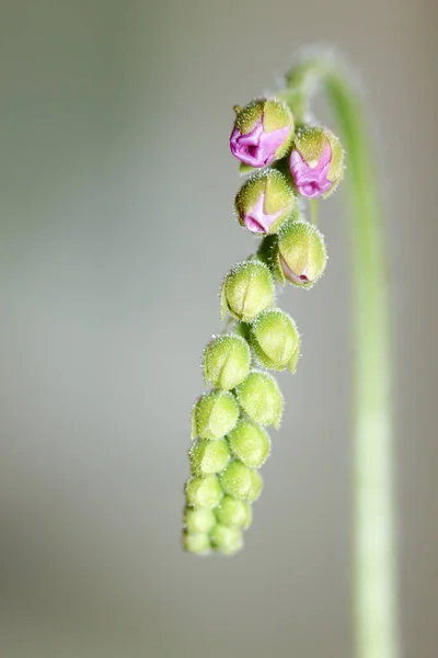 Flowering Sundew Drosera Capensis Unfolds — Stock Photo, Image