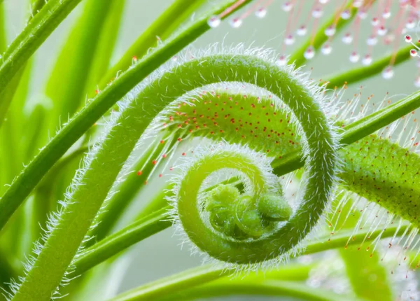 Flowering Sundew Drosera Capensis Unfolds — Stock Photo, Image