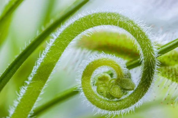 Flowering Sundew Drosera Capensis Unfolds — Stock Photo, Image