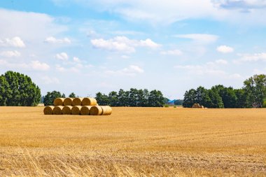 Mavi gökyüzü ve bir sürü saman balyası olan bir arazi.