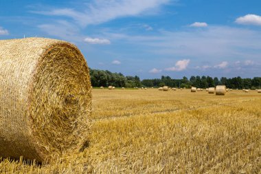Mavi gökyüzü ve bir sürü saman balyası olan bir arazi.