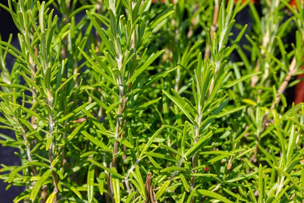 Großaufnahme Von Rosmarin Garten — Stockfoto