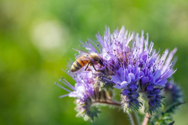Dancy phacelia (Phacelia tanacetifolia), sonbaharda yetişen bir bitki türü.