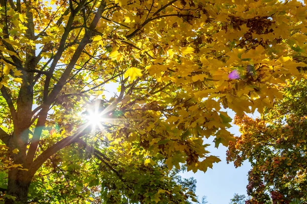 Hojas Otoño Colores Árbol Fotografiadas Desde Abajo — Foto de Stock