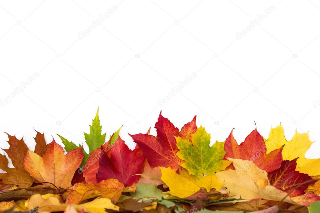 many colored leaves (maple) lie in front of white background