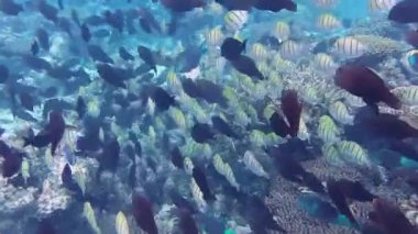 Birçok balık resifte yiyecek arıyor.