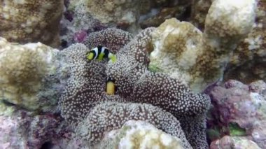 Deniz şakayığı, deniz şakayığında saklanır.