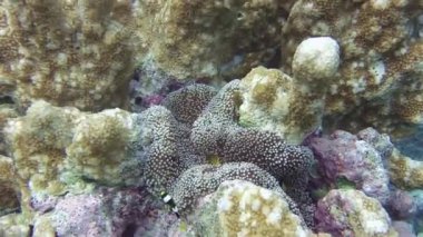 Deniz şakayığı, deniz şakayığında saklanır.