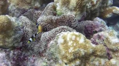 Deniz şakayığı, deniz şakayığında saklanır.