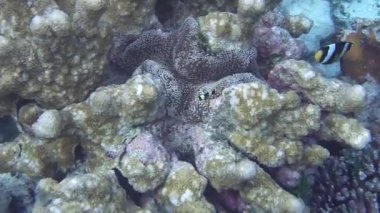 Deniz şakayığı, deniz şakayığında saklanır.