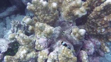 Deniz şakayığı, deniz şakayığında saklanır.