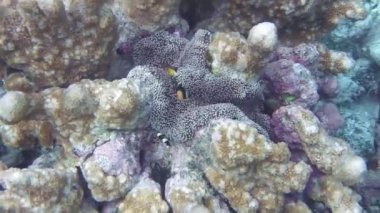 Deniz şakayığı, deniz şakayığında saklanır.