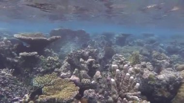 Güneş ışınları Maldivler 'deki güzel bir mercan resifinde parlıyor.
