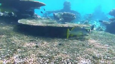 Balık (Yellowfin orfoz) mercan resifinde yüzer