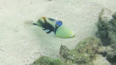Balık (Picasso Tetik Balığı) mercan resifinde yüzer