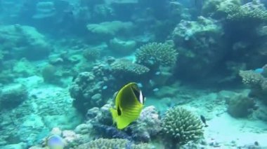 Çizgili bir kelebek balığı güzel bir mercan resifinde yüzer.