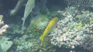 Birçok sarı yüzgeçli kızıl kefal denizde yüzer.