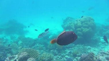 Bir kirpi balığı mercan resifinde yüzer.