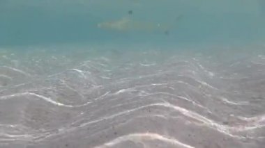 Gri resif köpekbalığı ve siyah uç resif köpekbalığı sığ sularda yüzerler.