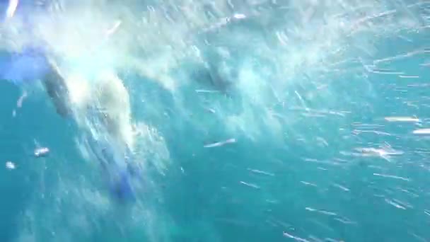 在公海上与鳍鱼一起游泳的人 — 图库视频影像