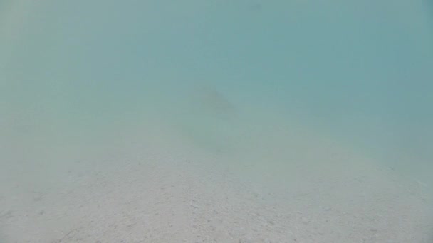 Gray Reef Shark Blacktip Reef Shark Swimming Shallow Water — Stock Video