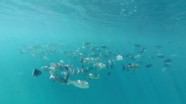 Много Медных Рыб Плавают Море — стоковое видео