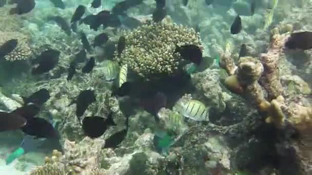 Viele Fische Suchen Riff Nach Nahrung — Stockvideo