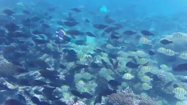Muitos Peixes Estão Procura Comida Recife — Vídeo de Stock