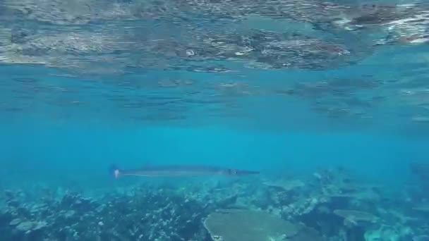 Рыба Красные Морские Серны Плавает Коралловом Рифе — стоковое видео