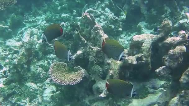 Αρκετές Head Band Butterflyfish Κολύμπι Γύρω Ένα Όμορφο Κοραλλιογενή Ύφαλο — Αρχείο Βίντεο