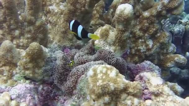 Ein Anemonenfisch Versteckt Sich Einer Seeanemone — Stockvideo