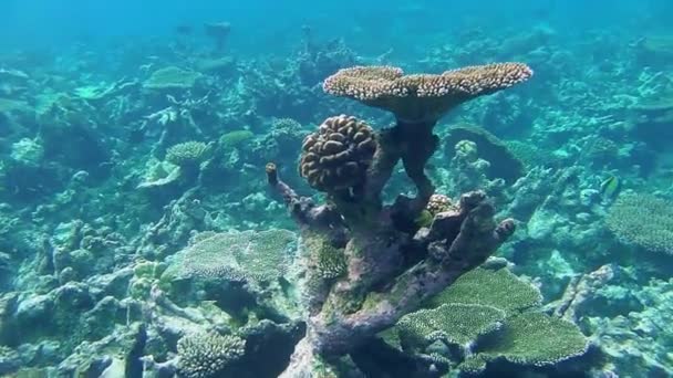 Rayos Sol Brillan Hermoso Arrecife Coral Las Maldivas — Vídeos de Stock