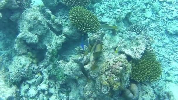 一条巨大的河豚在珊瑚礁中游动 — 图库视频影像