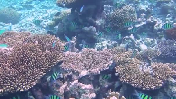 Muitos Peixes Médico Treliça Nadar Grande Enxame Mar — Vídeo de Stock