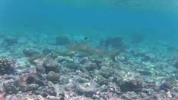 Tiburón Arrecife Gris Tiburón Punta Negra Nadando — Vídeo de stock