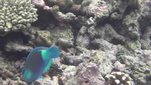 Poisson Perroquet Lèvres Vertes Recherche Nourriture Sur Récif Corallien — Video