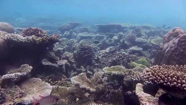 Muitos Peixes Nadam Recife Coral — Vídeo de Stock