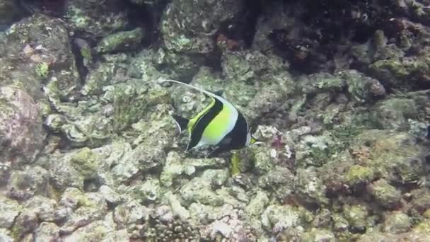 Bir Halter Balığı Mercan Resifinde Yüzer — Stok video