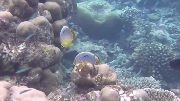 Рыба Chaetodon Trifasciatus Плавает Коралловом Рифе — стоковое видео