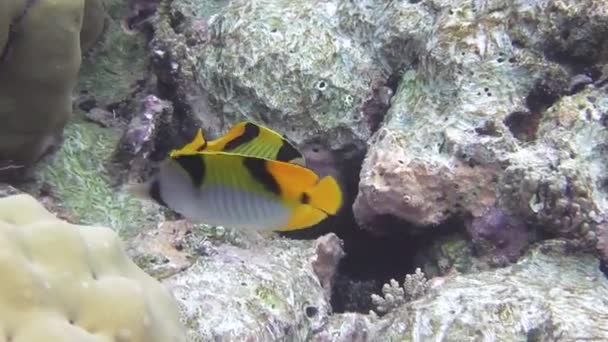 Bir Eyer Sırtlı Kelebek Balığı Güzel Bir Mercan Resifinde Yüzer — Stok video