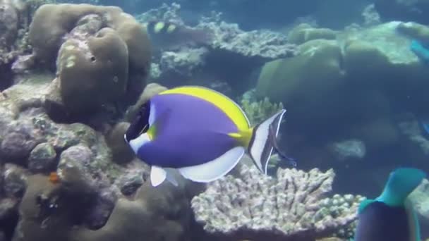 Порошково Блакитна Хірургічна Риба Плаває Красивому Кораловому Рифі — стокове відео