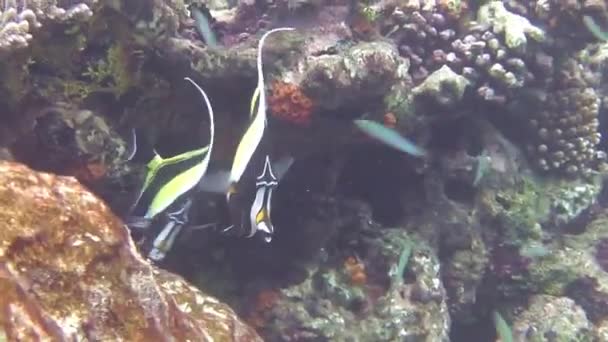 Bir Halter Balığı Mercan Resifinde Yüzer — Stok video