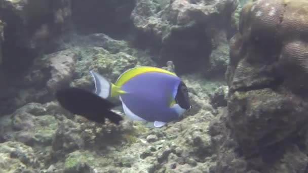 Chirurgien Bleu Poudre Nage Dans Magnifique Récif Corallien — Video