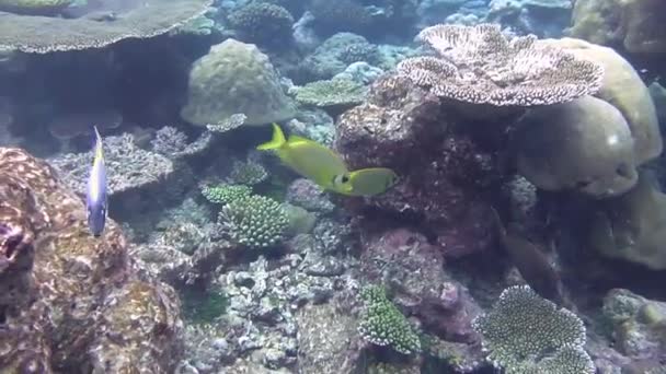 Dos Peces Conejo Barrados Nadando Hermoso Arrecife Coral — Vídeo de stock