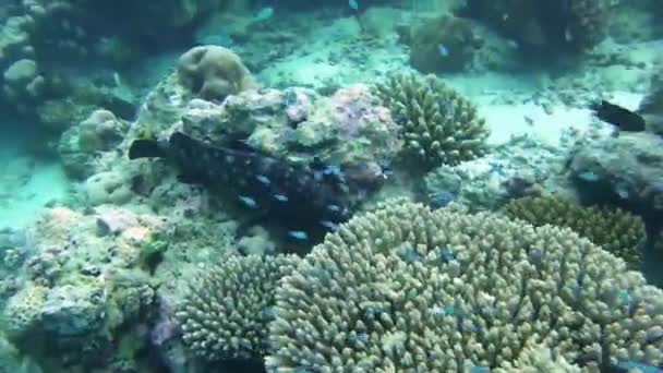 Mérou Taches Blanches Cachant Parmi Les Coraux — Video