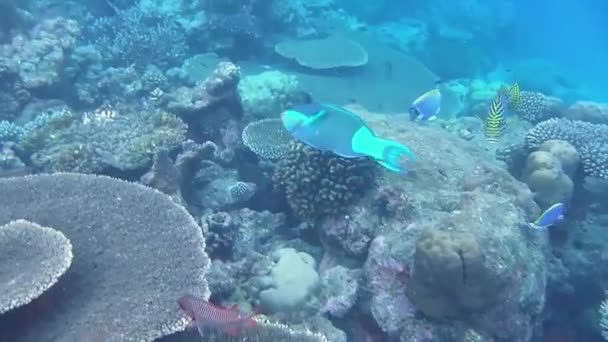 Pez Loro Verde Busca Alimento Arrecife Coral — Vídeo de stock