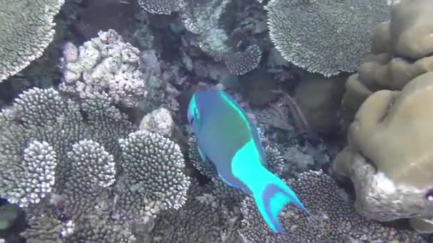 Poisson Perroquet Lèvres Vertes Recherche Nourriture Sur Récif Corallien — Video
