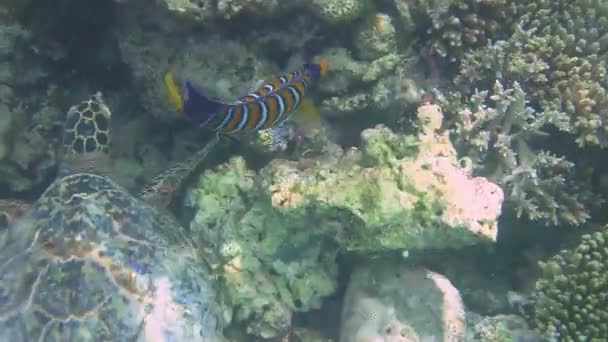 Bir Balık Bir Kaplumbağa Mercan Resifinde Yüzerler — Stok video